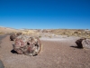 Petrified Wood