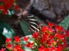 Zebra Longwing