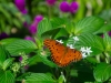 Gulf Fritillary