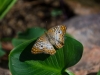 White Peacock