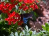 Pipevine Swallowtail