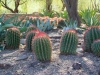 Fire Barrel Cacti